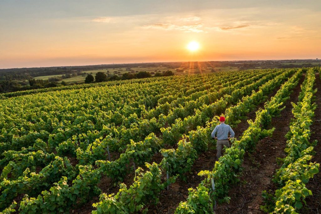 vignoble marocain