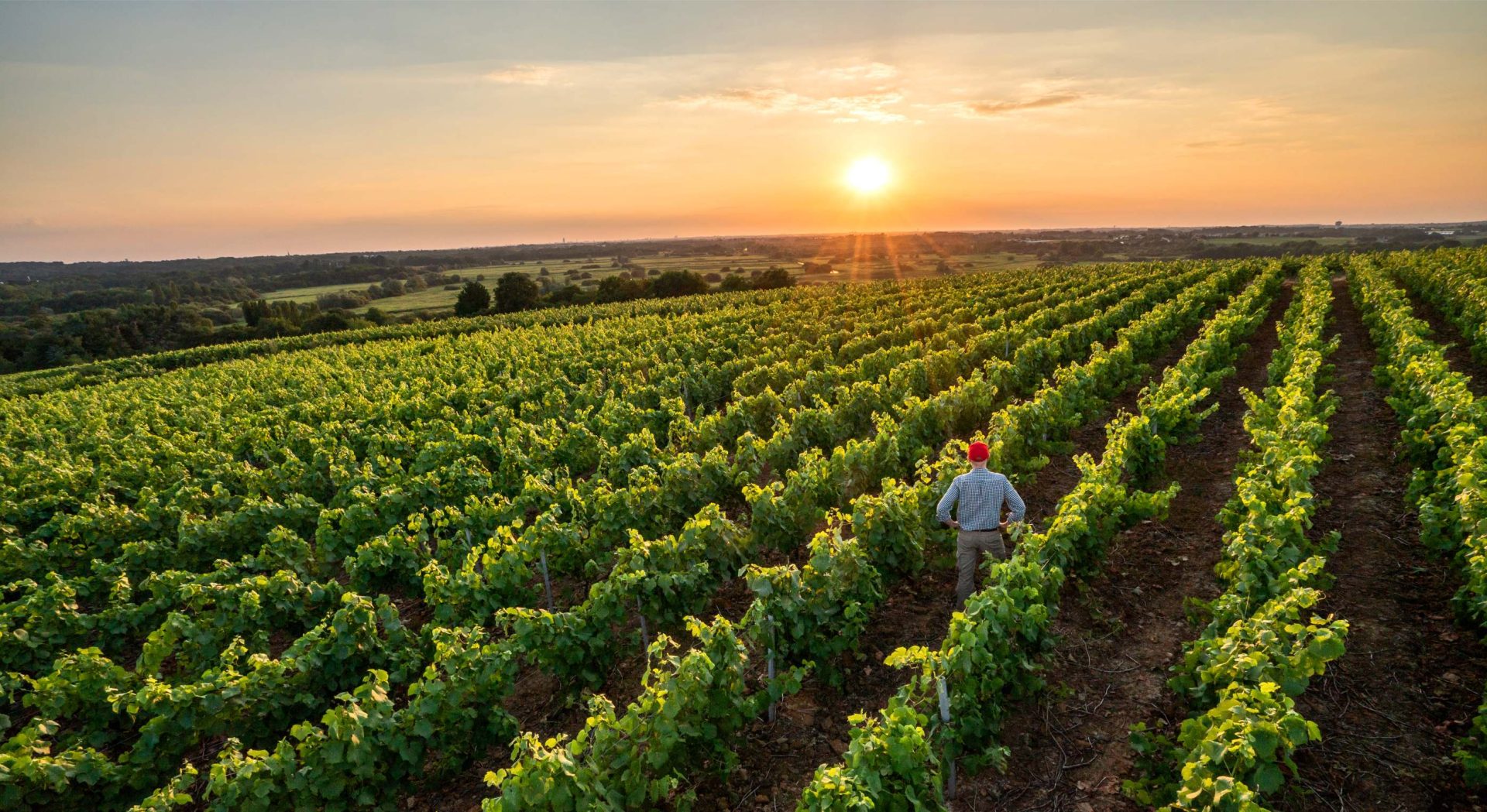 vignobles marocains